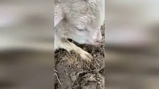 Потерявшийся козленок