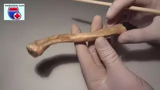 Clavicle anatomy - meduniver.com