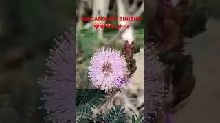 Magandang Binibini Lyrics Video
