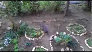Check Out How This Cat Gets Home