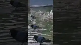 Танец маленьких голубей