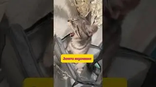 #хвостатые #котки #kitten #котэ