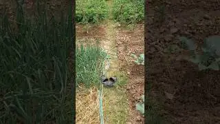 Backyard Vegetable Garden Before and After 3 Weeks