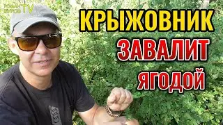 🍇 Гора Ягод! Как Получить Небывалый Урожай Крыжовника? Крыжовник уход и выращивание крупной ягоды.