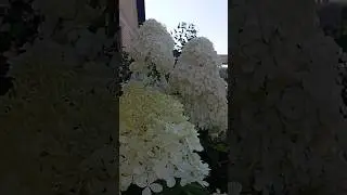 45 см!!! соцветия гортензии ФАНТОМ🌺💥#гортензия #flowers #модныйсад #фантом #растения