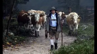 В погоне за телёнком. Перегоняю коров. In pursuit of a calf. I drive cows.