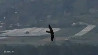 Family of Spotted kestrel (Falco cenchroides) at stone cliff