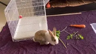Jingle 🐇🐇🐇