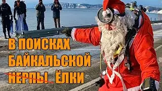 В ПОИСКАХ БАЙКАЛЬСКОЙ ЁЛКИ