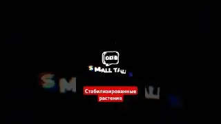 что такое стабилизированные растения? #дизайн #интерьер #цветы