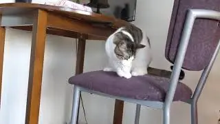 chloe catches paper midair