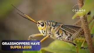The Incredible Jumping Insects! | Grasshoppers unique insect