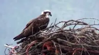Osprey on Lillooet's Old Bridge