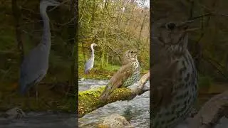 💚 SHORT. DESCUBRE LA ESCENOGRAFÍA DE NATURALEZA.🎧 FOTOGRAFÍA Y SONIDO. 