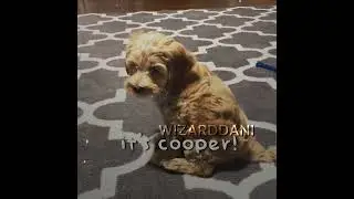 cooper pooper