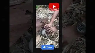 Our Canine Friends Are Always So Funny Always Up To Something - Funny Dog Videos