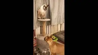 Бультерьер и кот играют ) Данчик и Пикс.