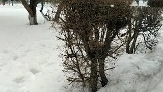 Весна, весна... весна приди!