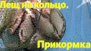 Ловля леща на кольцо. Прикормка.