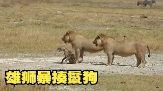鬣狗被雄狮咬断脊椎，两条腿走路尽显狼狈。