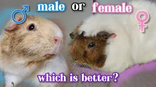 which is better? male or female Guineapigs?