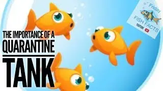 Why I QUARANTINE my FISH