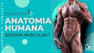 Anatomia Humana - Sistema Muscular Tipos e Funções dos músculos