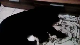 Belana schläft tief und fest.