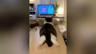 СРАЗУ ВИДНО КТО В ДОМЕ ХОЗЯИН!😻