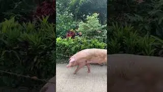Basta Baboy, mapapakinabangan 