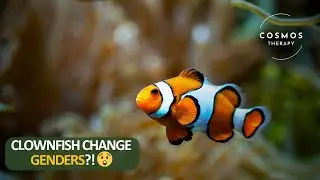 Clownfish Beautiful Ocean Creature Unknown Facts | Cosmos Therapy