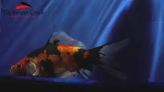 goldenfish004