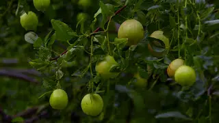 Jujube Trees