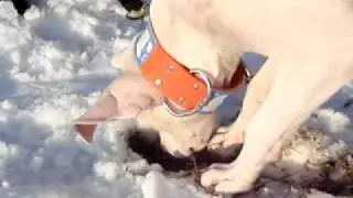 Травоядный питбуль