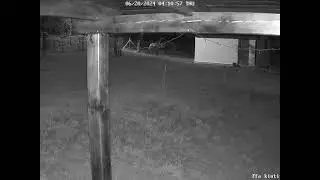 Deer thinking about where to go next