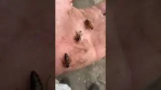 Королевы