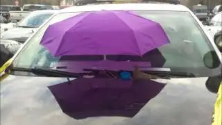 Bird Builds Her Nest On Police Car, The Cops Respond