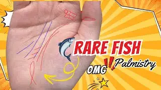 Rare Fish Palm Line: Endless Prosperity and Wealth - Palmistry