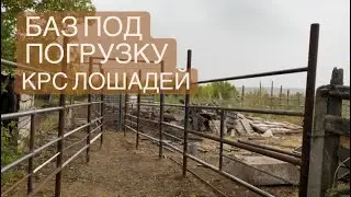 РАСКОЛ ПОД ПОГРУЗКУ КРС ЛОШАДЕЙ