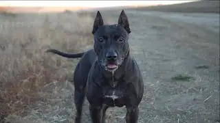 FAINA PITBULL - DOG TRAINING, WHAT IS A PITBULL TERRIER CAPABLE OF??