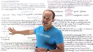 Transamination of amino acids