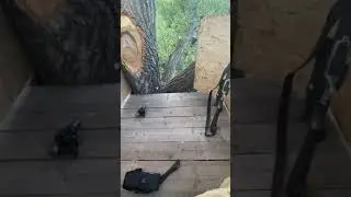Охота на овсяном поле