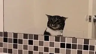 Самое СМЕШНОЕ видео про КОТОВ с ОЗВУЧКОЙ.#видео #озвучка#коты#приколы#ютубвидео#смешноевидео#лайк