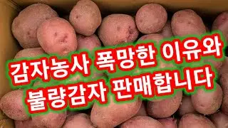 감자농사 폭망한 이유와 불량감자 판매합니다