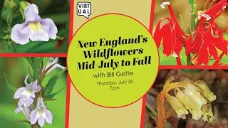 New England Wildflowers - Part 3 Wildflowers Mid-July through Fall with Bill Gette (7/25/24)