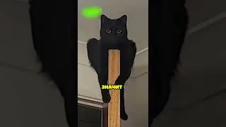 If you see this cat, run! 😨