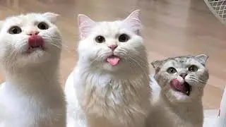 Шерше ля кис