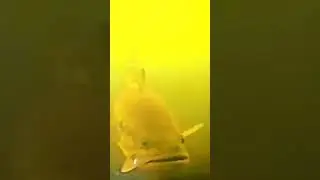 Big Bass on underwater camera #fishing