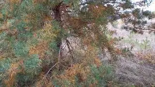 Поход за грибами.
