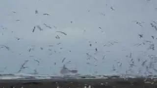 Seagulls flying on Poti beach (Jonathan Livingston)